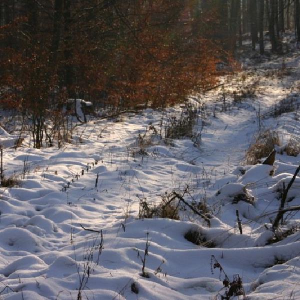 Into the woods