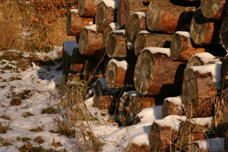 Logs in the snow