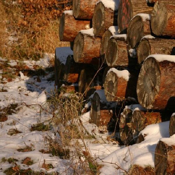 Logs in the snow