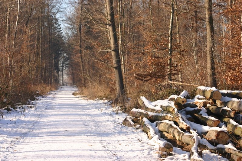 Winter scene