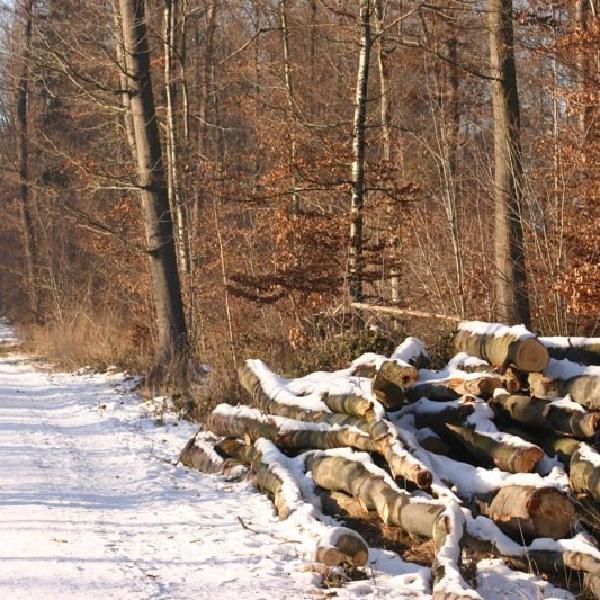 Winter scene