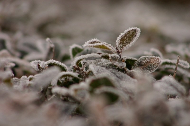 Frosty focus