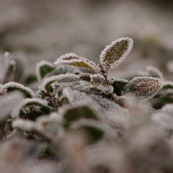 Frosty focus