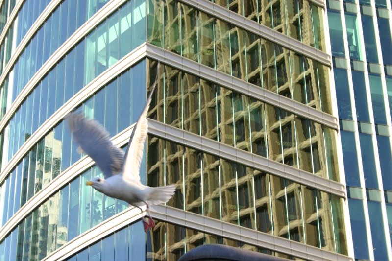 Urban flight