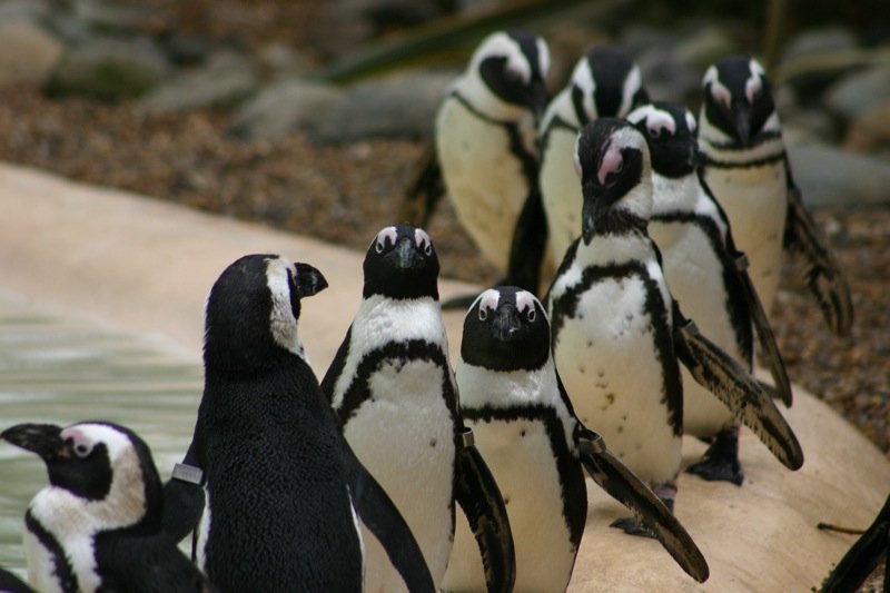 Awaiting dinner