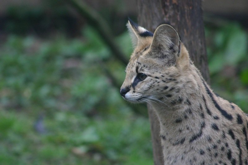 Big cat