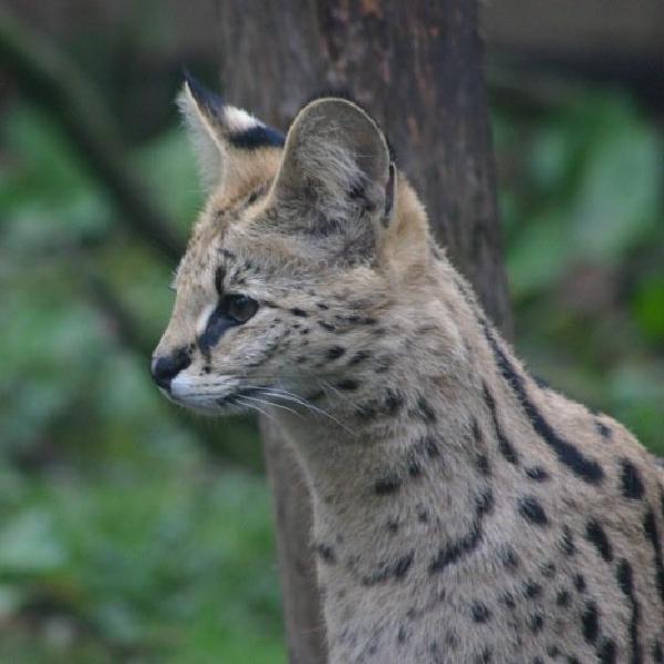 Big cat