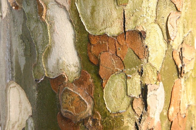 Camouflage
