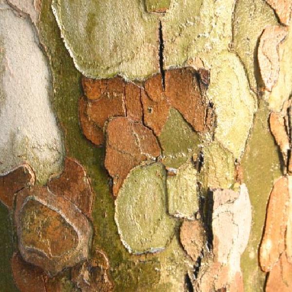 Camouflage