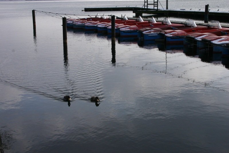 Coming in from their swim