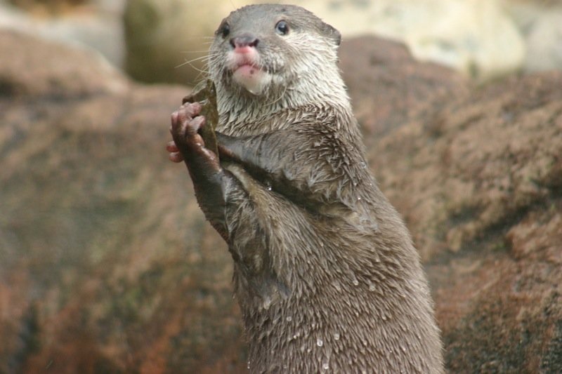 Crazy stone-throwing otter