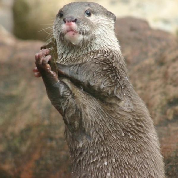 Crazy stone-throwing otter