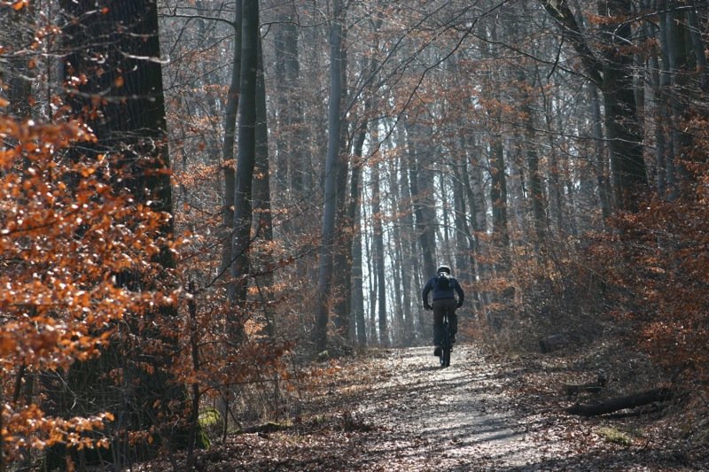Cycling in the woods