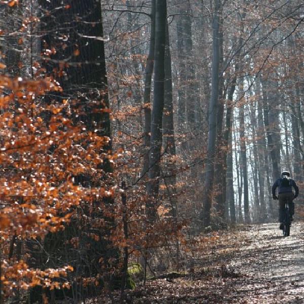 Cycling in the woods