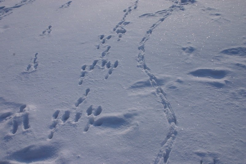 Footprints