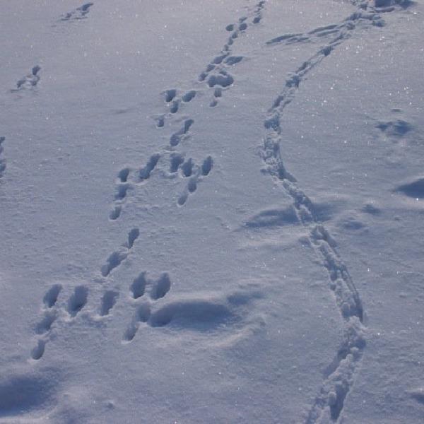 Footprints