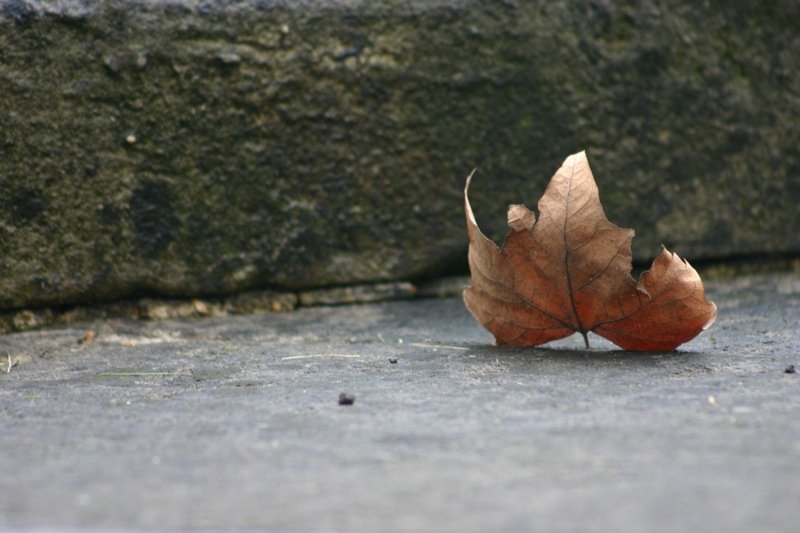 Forlorn