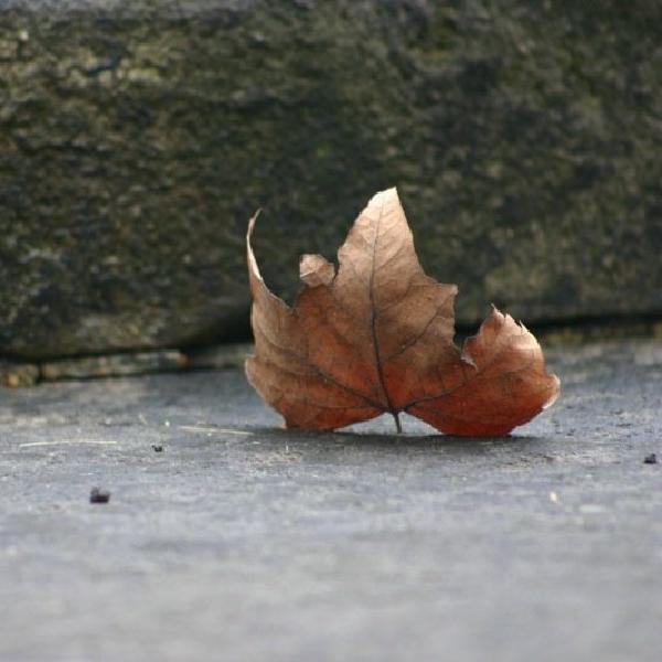 Forlorn