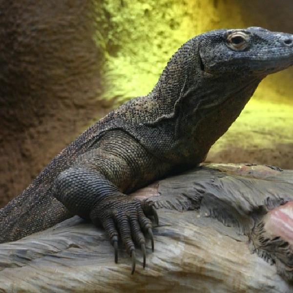 Gecko