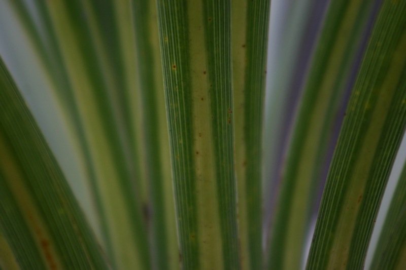 Green lines