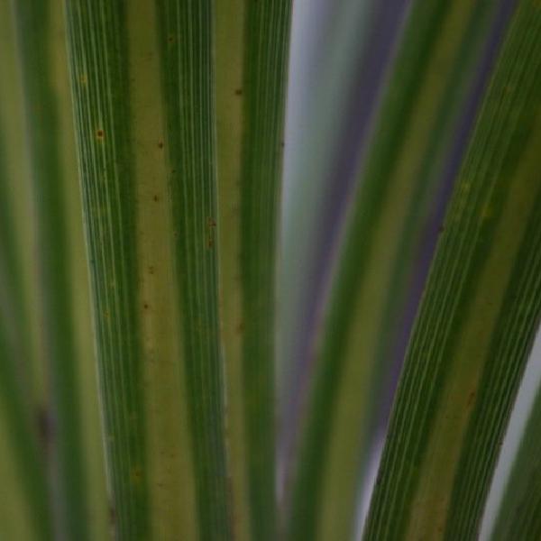 Green lines