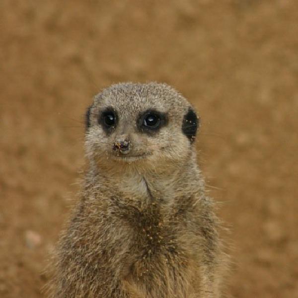 "It wasn't me..."