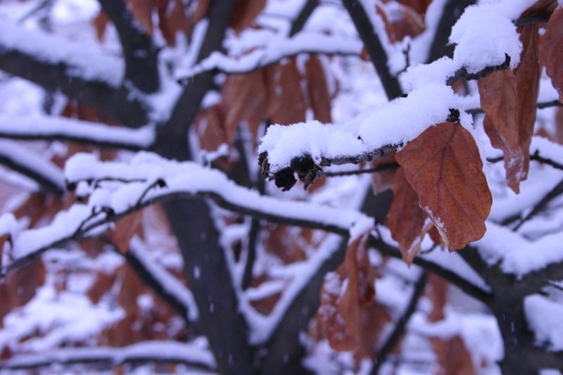 Leaves in the snow