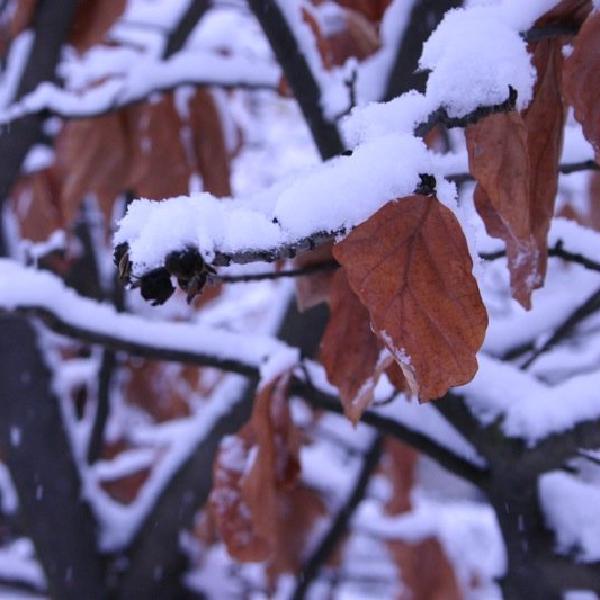 Leaves in the snow