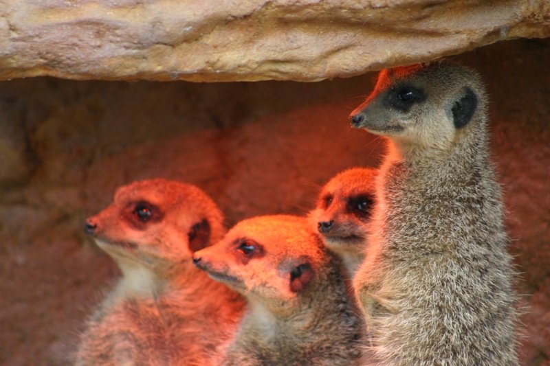 Meercats