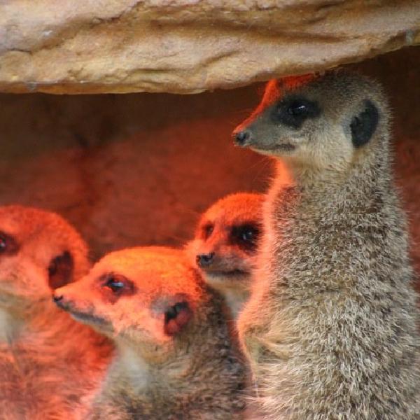 Meercats
