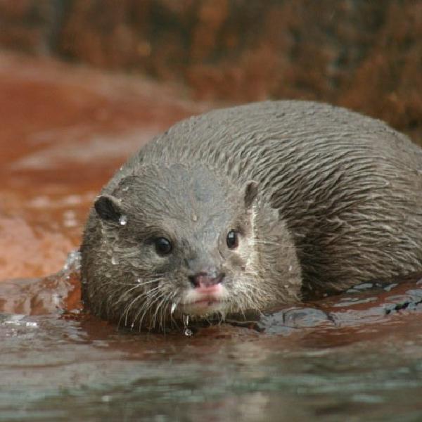 Otter