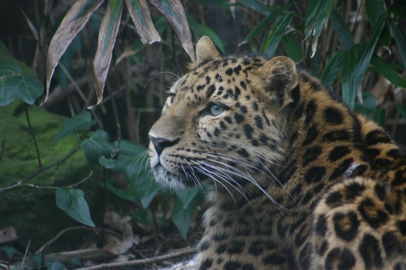 Posing leopard