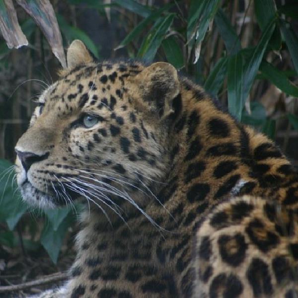 Posing leopard