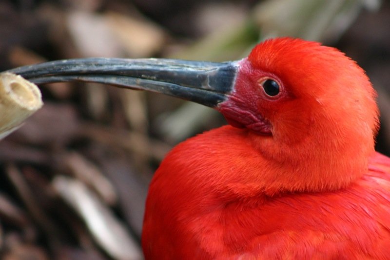 Red bird portrait