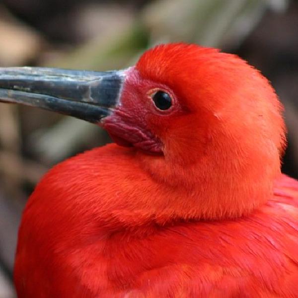 Red bird portrait
