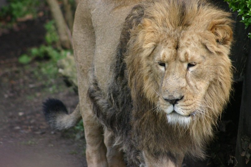 Roar