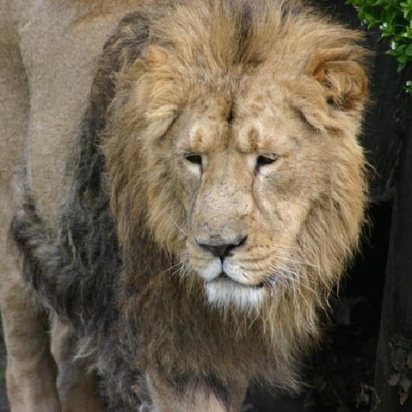 Roar
