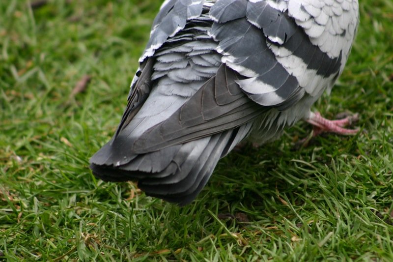 Ruffled feathers