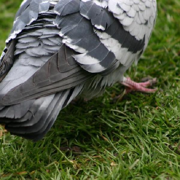 Ruffled feathers