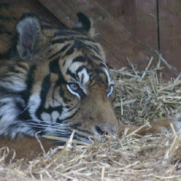 Sleepy tiger