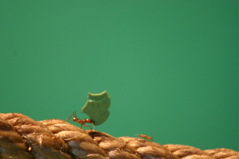 Strong ant