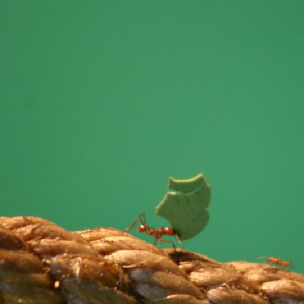 Strong ant