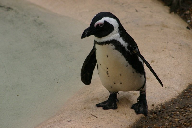 Waddling