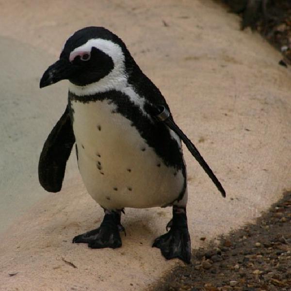 Waddling
