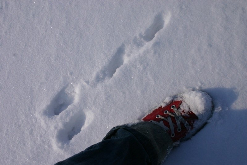 Was that a rabbit?