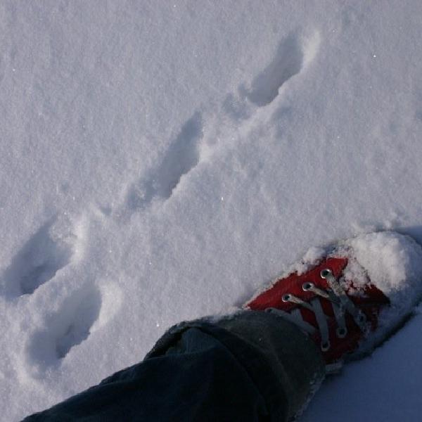 Was that a rabbit?