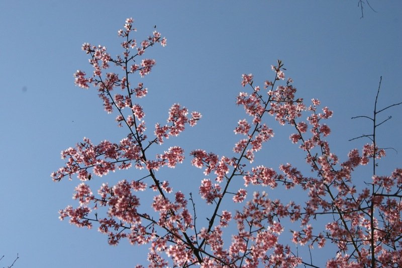 Blossom tree