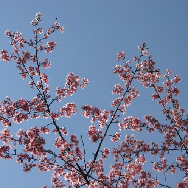 Blossom tree