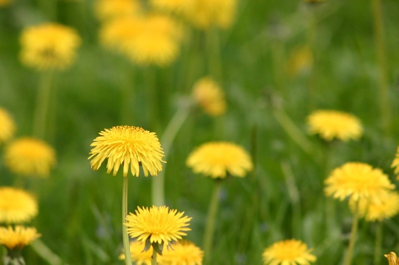 Dandelions