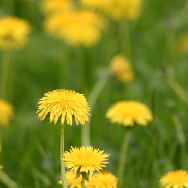 Dandelions